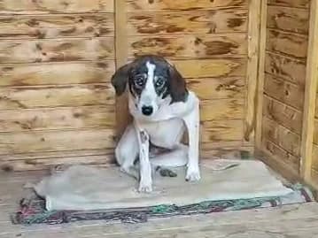 Lilly, black, white female 4yo Mixed Breed for adoption at Φιλοζωική Ομάδα Μάνης (ΦΟΜ Μιάο), Stoupa (West Mani)