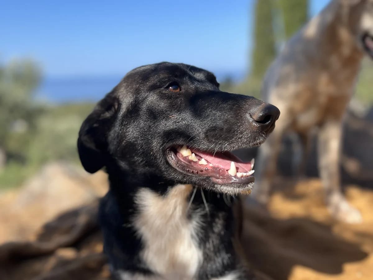Mavroula, black female young Mixed Breed for adoption at Φιλοζωική Ομάδα Μάνης (ΦΟΜ Μιάο), Stoupa (West Mani)