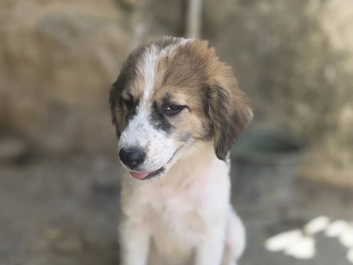 Emily, white, brown female puppy mixed breed for adoption at Φιλοζωική Ομάδα Μάνης (ΦΟΜ Μιάο), Stoupa (West Mani)