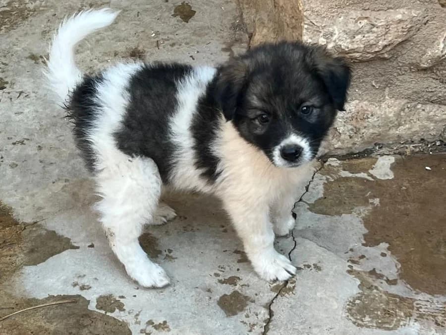 Ozzy, black, white male puppy mixed breed for adoption at Φιλοζωική Ομάδα Μάνης (ΦΟΜ Μιάο), Stoupa (West Mani)