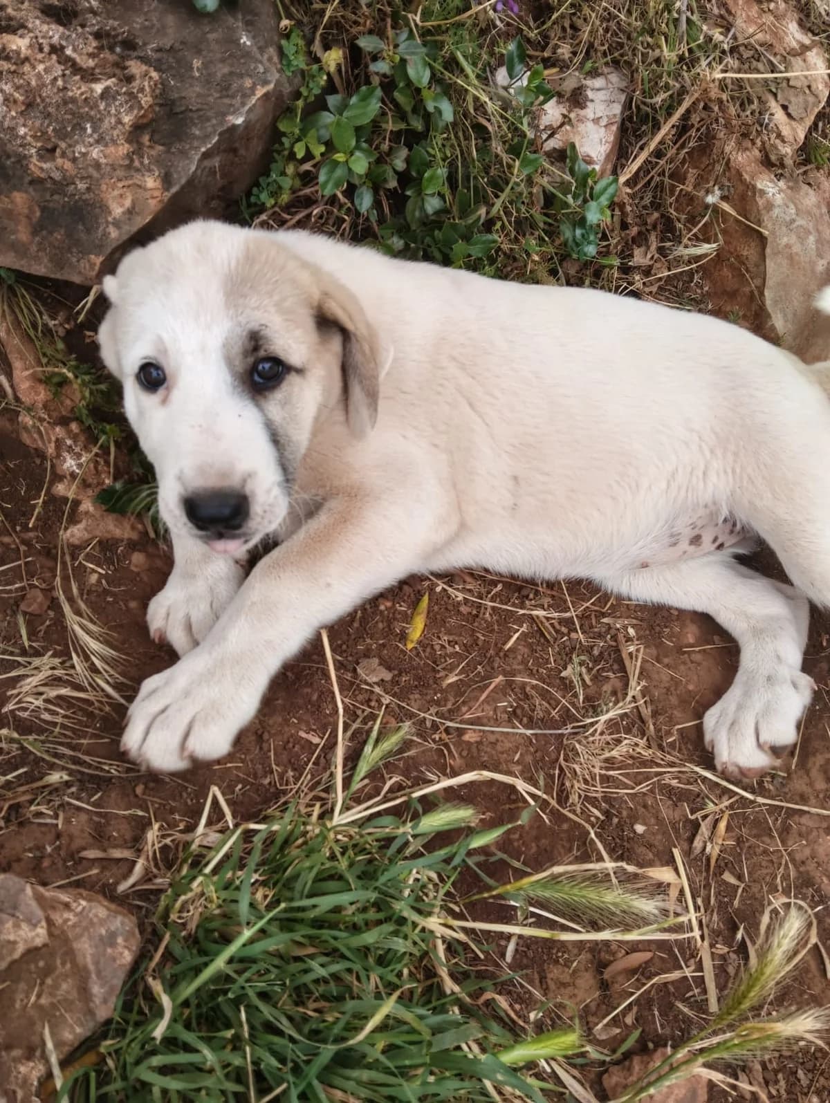 Blossom, white with brown female puppy Mixed Breed for adoption at Φιλοζωική Ομάδα Μάνης (ΦΟΜ Μιάο), Stoupa (West Mani)