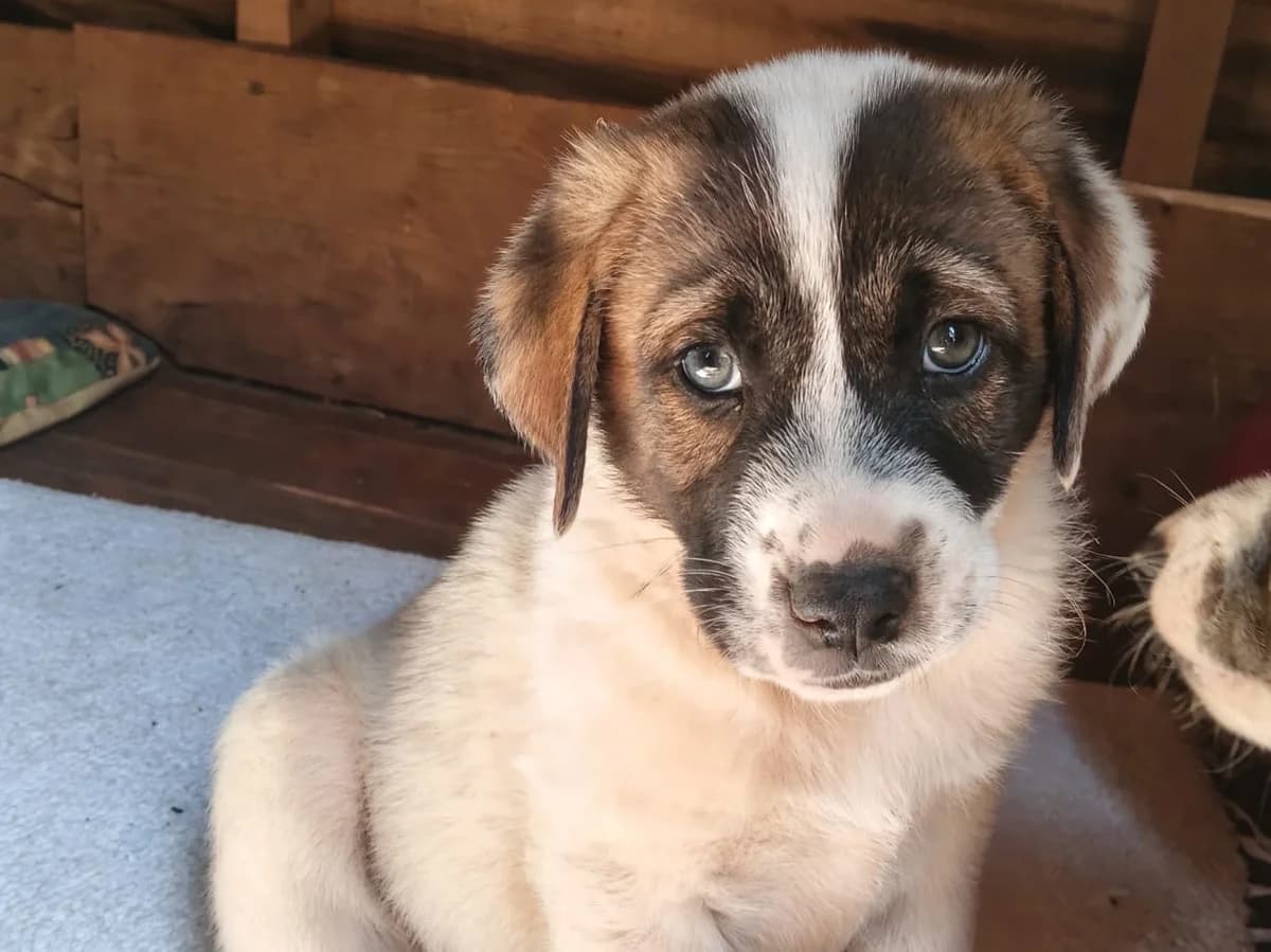 Luffy, white/brown male puppy Mixed Breed for adoption at Φιλοζωική Ομάδα Μάνης (ΦΟΜ Μιάο), Stoupa (West Mani)