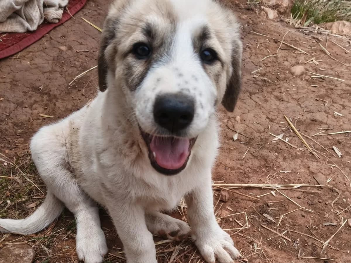 May, white, brown female puppy Mixed Breed for adoption at Φιλοζωική Ομάδα Μάνης (ΦΟΜ Μιάο), Stoupa (West Mani)