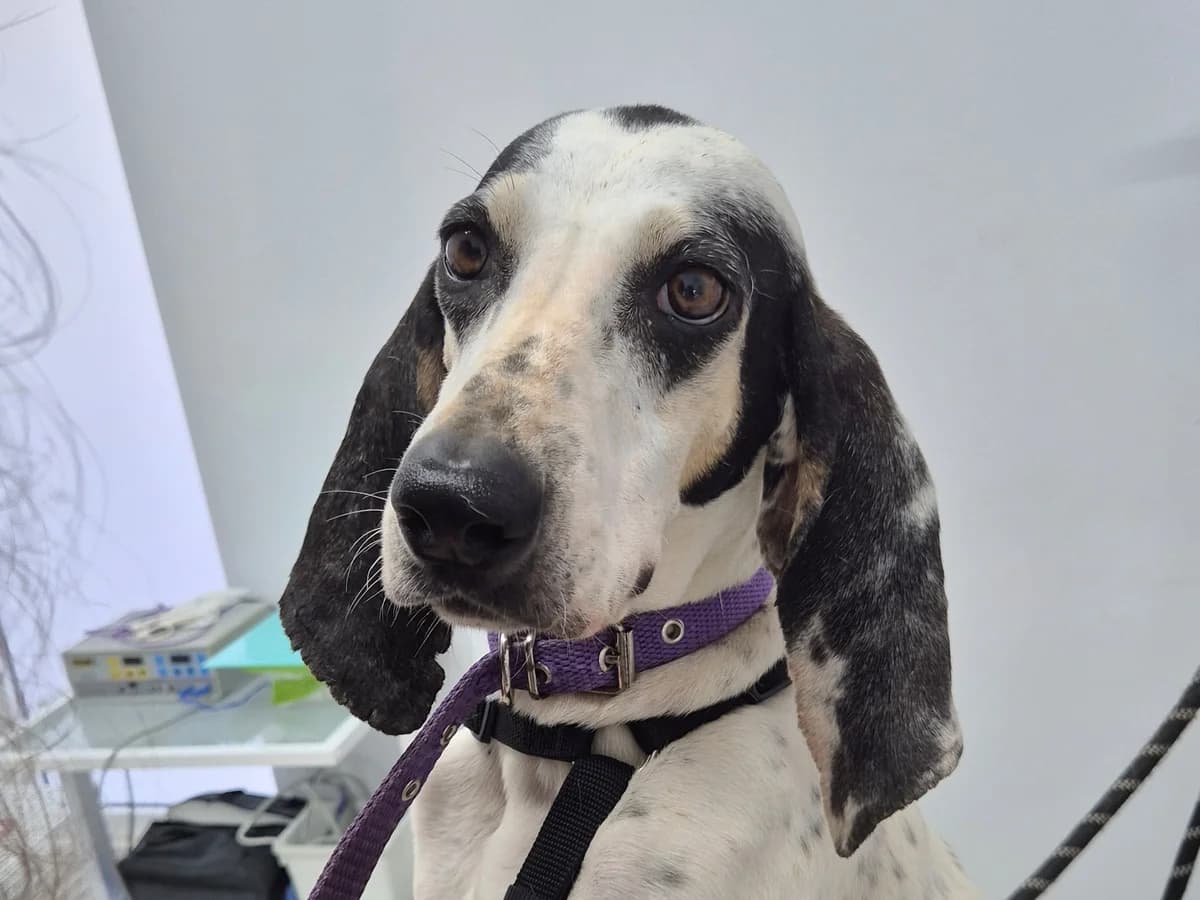 Rea, white-black female 4yo Mixed Breed for adoption at Φιλοζωική Ομάδα Μάνης (ΦΟΜ Μιάο), Stoupa (West Mani)