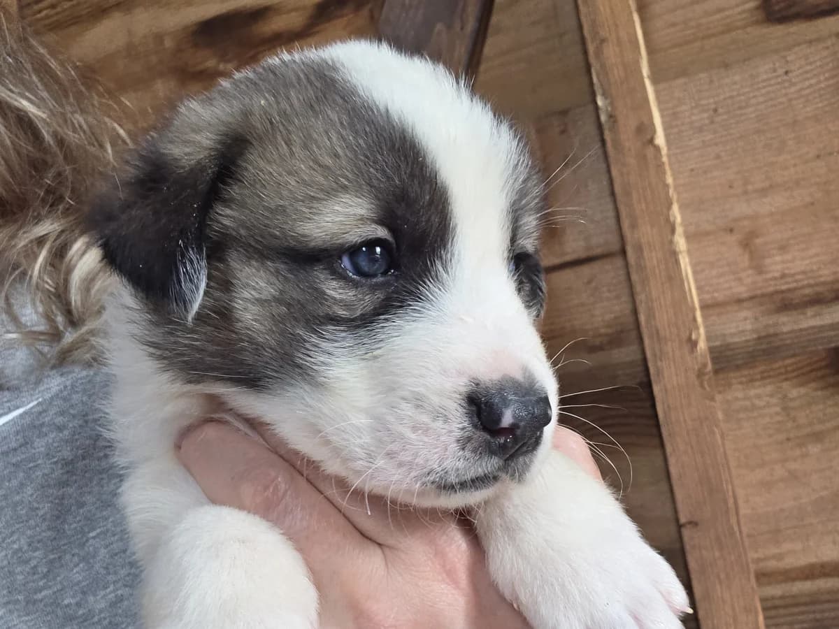 Robbie, white with brown male puppy Mixed Breed for adoption at Φιλοζωική Ομάδα Μάνης (ΦΟΜ Μιάο), Stoupa (West Mani)