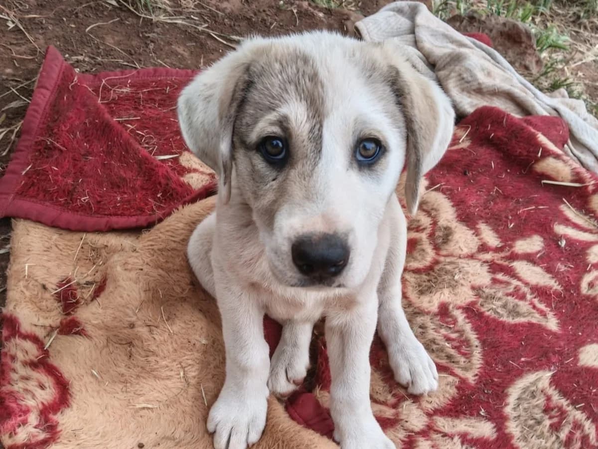 Willow, white/beige female puppy mixed breed for adoption at Φιλοζωική Ομάδα Μάνης (ΦΟΜ Μιάο), Stoupa (West Mani)