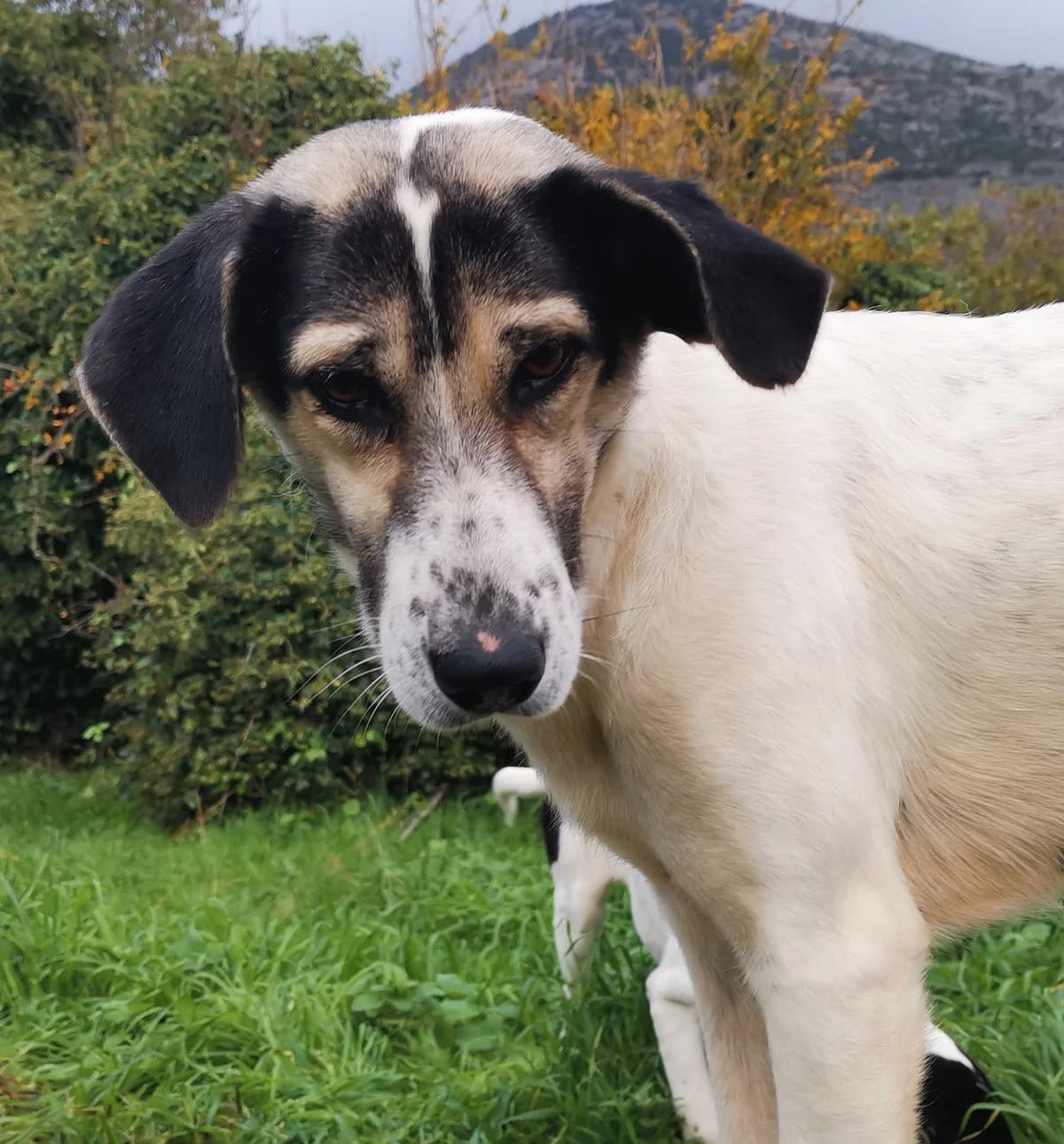 Mum, healthy  7yo mixed breed for adoption at Φιλοζωική Ομάδα Μάνης (ΦΟΜ Μιάο), Stoupa (West Mani)