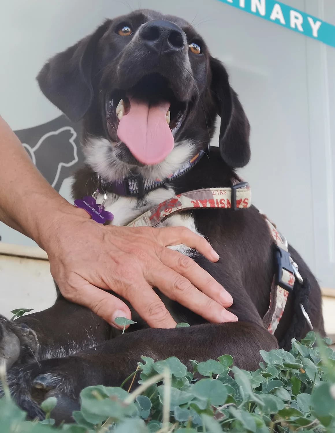 Keftes, male, dark brown  6yo Pointer for adoption at Φιλοζωική Ομάδα Μάνης (ΦΟΜ Μιάο), Stoupa (West Mani)
