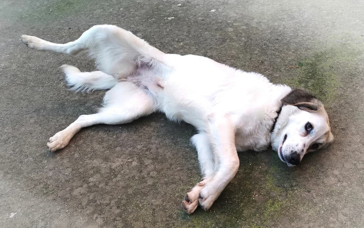 Mirka, female, white and beige  5yo mixed breed for adoption at Φιλοζωική Ομάδα Μάνης (ΦΟΜ Μιάο), Stoupa (West Mani)