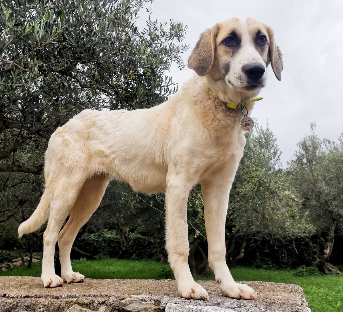 Rosa, female, white and beige  5yo mixed breed for adoption at Φιλοζωική Ομάδα Μάνης (ΦΟΜ Μιάο), Stoupa (West Mani)