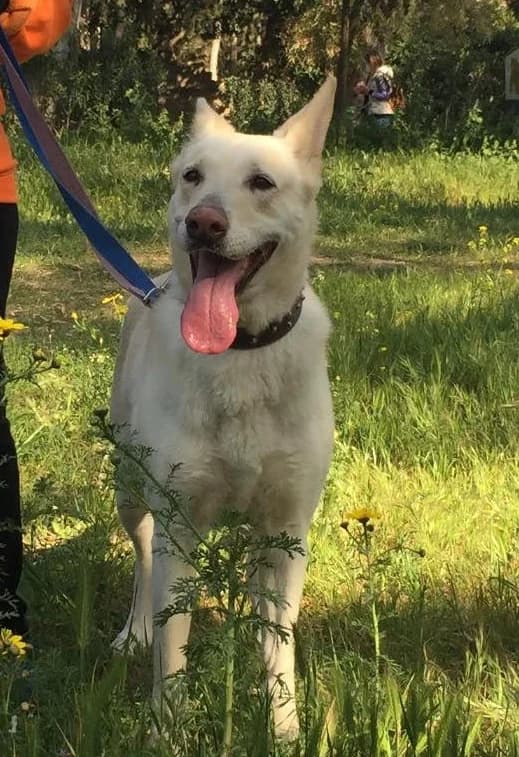 Alba, female Mixed Breed for adoption at Friends of Animals Nea Philadelphia