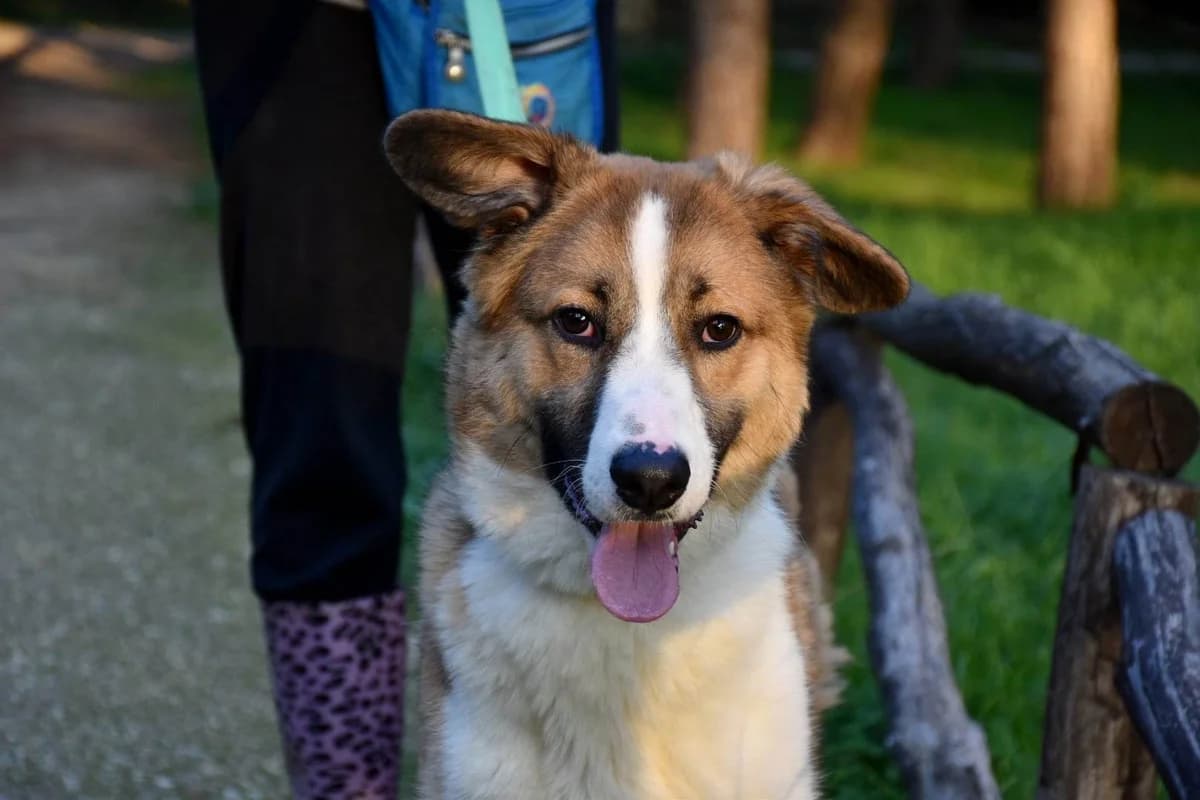 Gus, male puppy Mixed Breed for adoption at Friends of Animals Nea Philadelphia