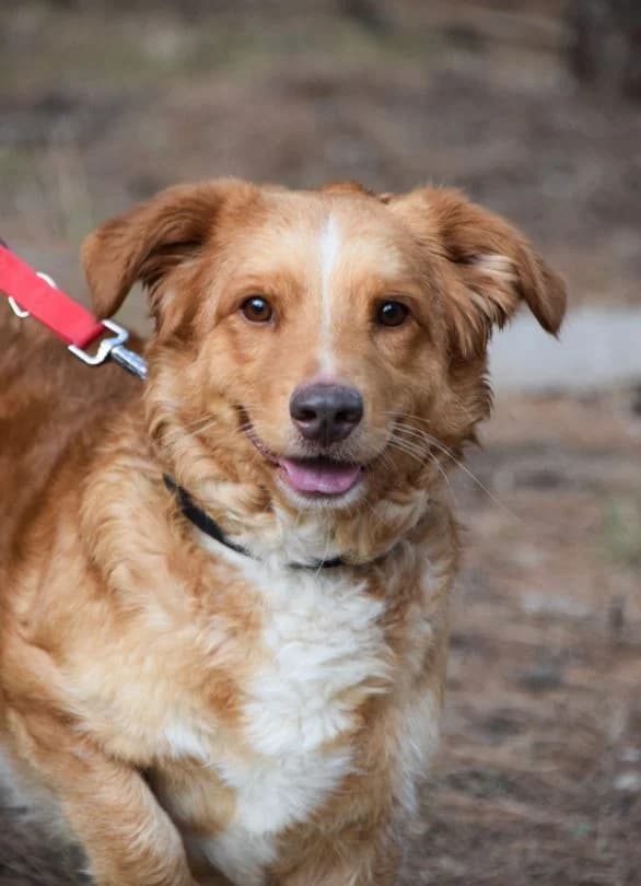 LEON, male Mixed Breed for adoption at Friends of Animals Nea Philadelphia