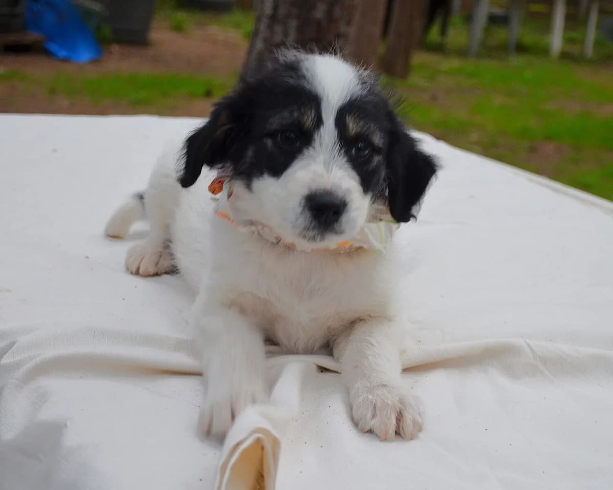 Nana, female Mixed Breed for adoption at Friends of Animals Nea Philadelphia