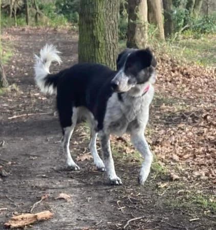 LUCKY, female Mixed Breed for adoption at Greek Animal Rescue