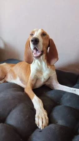 ELVIS,  Mixed Breed for adoption at Greek Animal Rescue, Athens