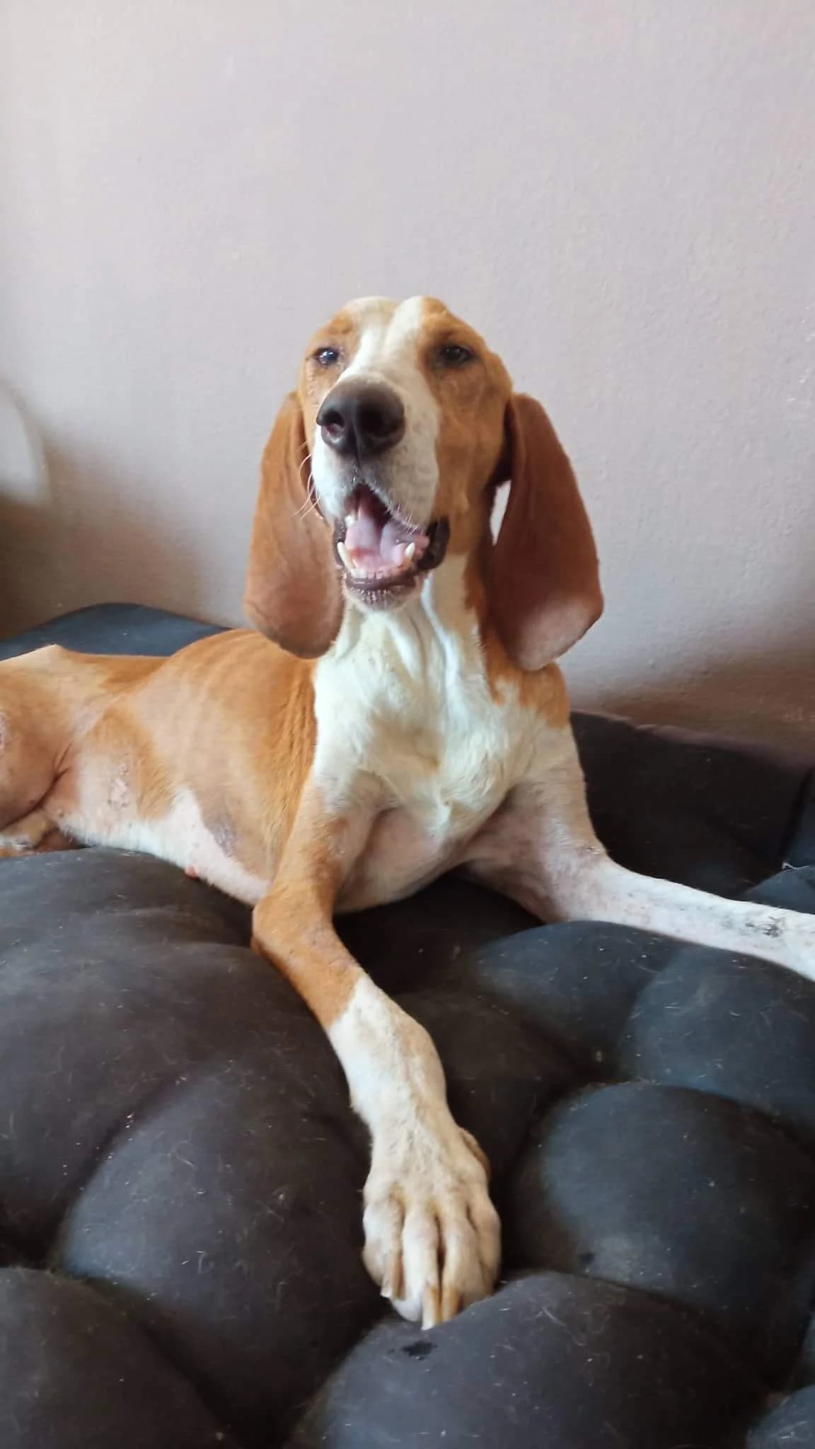 ELVIS, Mixed Breed for adoption at Greek Animal Rescue, Athens