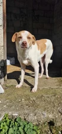 JEIMSON,  3yo Mixed Breed for adoption at Greek Animal Rescue, Athens