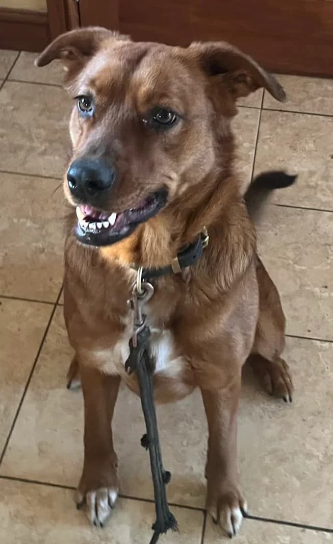 BAMBI, female Mixed Breed for adoption at Greek Animal Rescue — photo 2 of 2