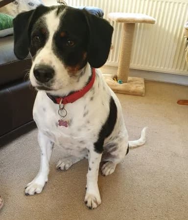 LUCY, female Mixed Breed for adoption at Greek Animal Rescue