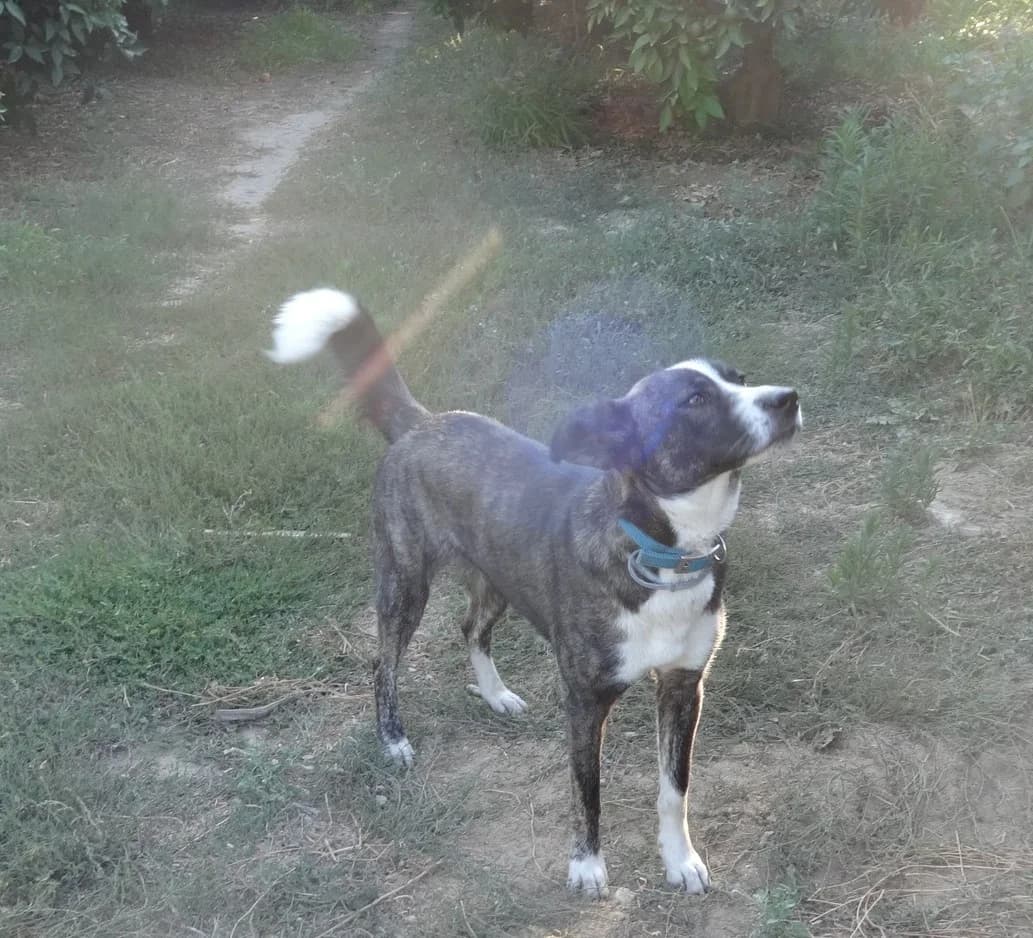 CINDY, female Mixed Breed for adoption at Greek Animal Rescue — photo 2 of 4