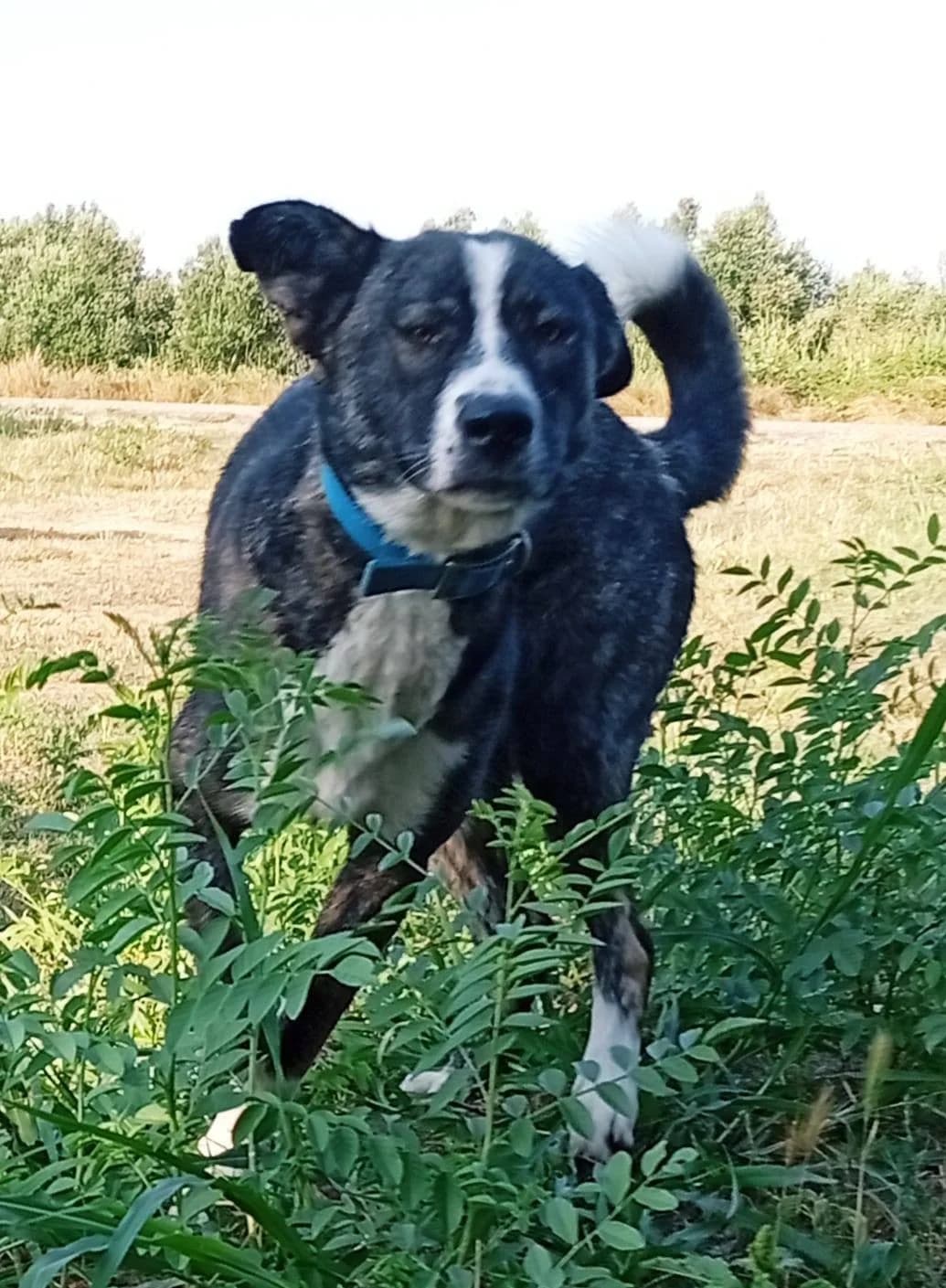 CINDY, female Mixed Breed for adoption at Greek Animal Rescue — photo 3 of 4