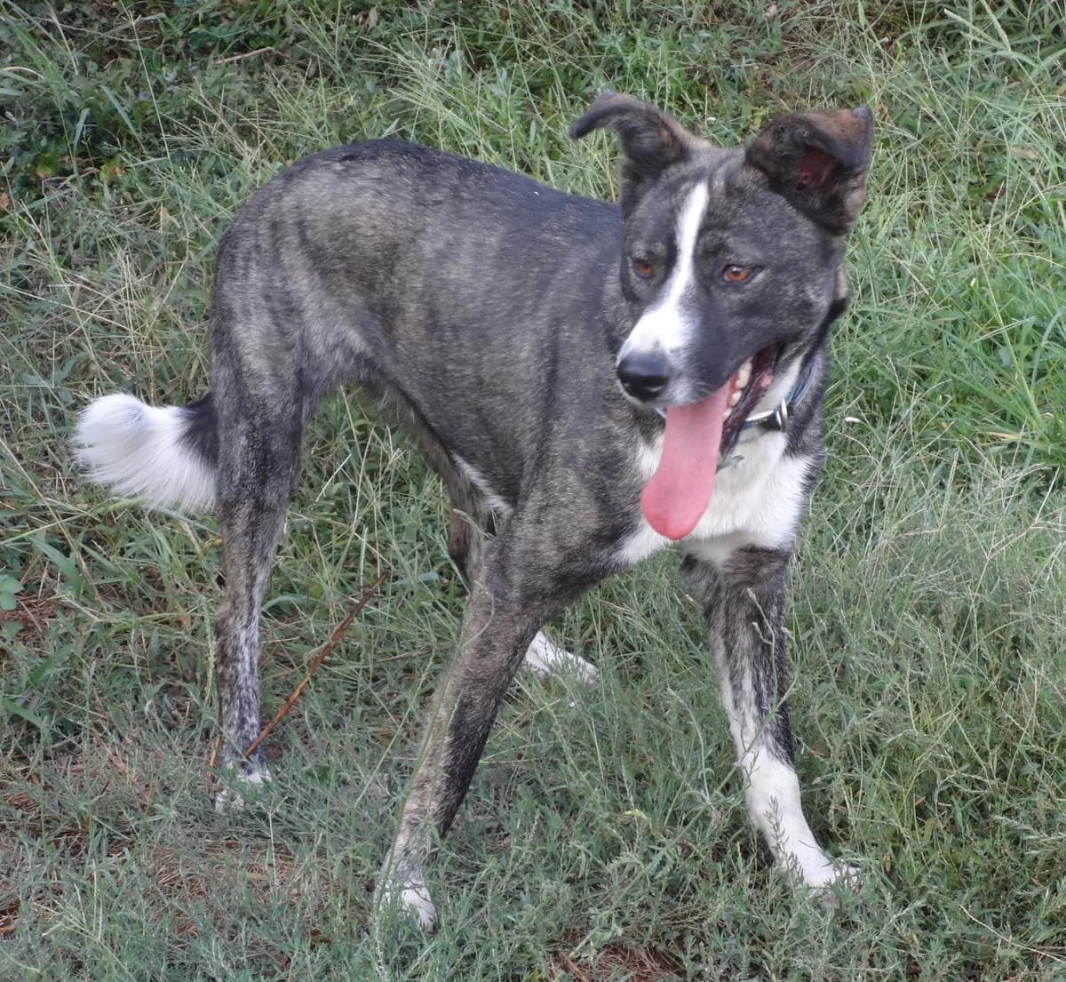 CINDY, female Mixed Breed for adoption at Greek Animal Rescue — photo 4 of 4