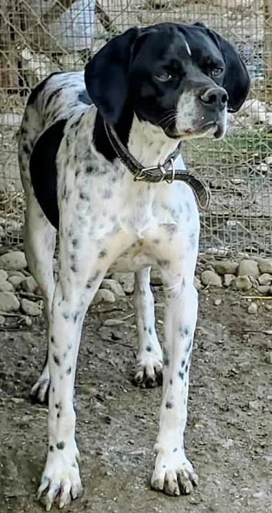 Oreo, male Mixed Breed for adoption at Greek Animal Rescue — photo 2 of 5