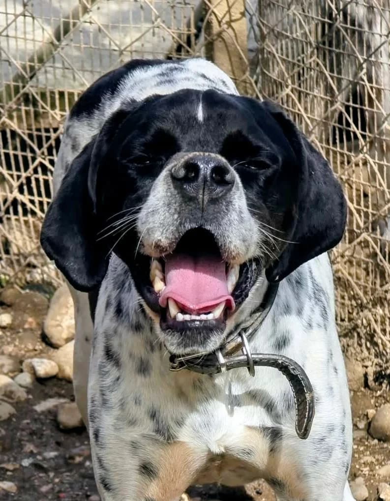 Oreo, male Mixed Breed for adoption at Greek Animal Rescue — photo 3 of 5