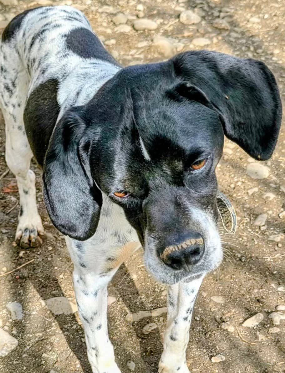 Oreo, male Mixed Breed for adoption at Greek Animal Rescue — photo 4 of 5