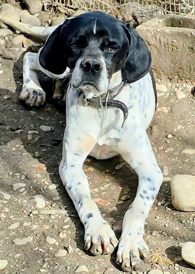 Oreo, male Mixed Breed for adoption at Greek Animal Rescue — photo 5 of 5