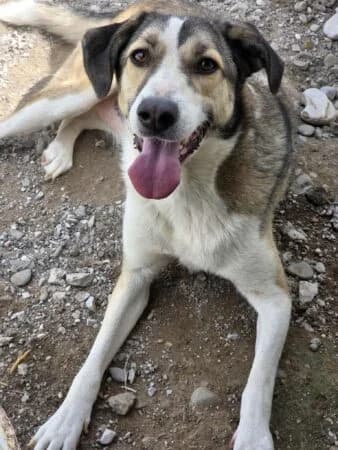 Emma, female Mixed Breed for adoption at Greek Animal Rescue