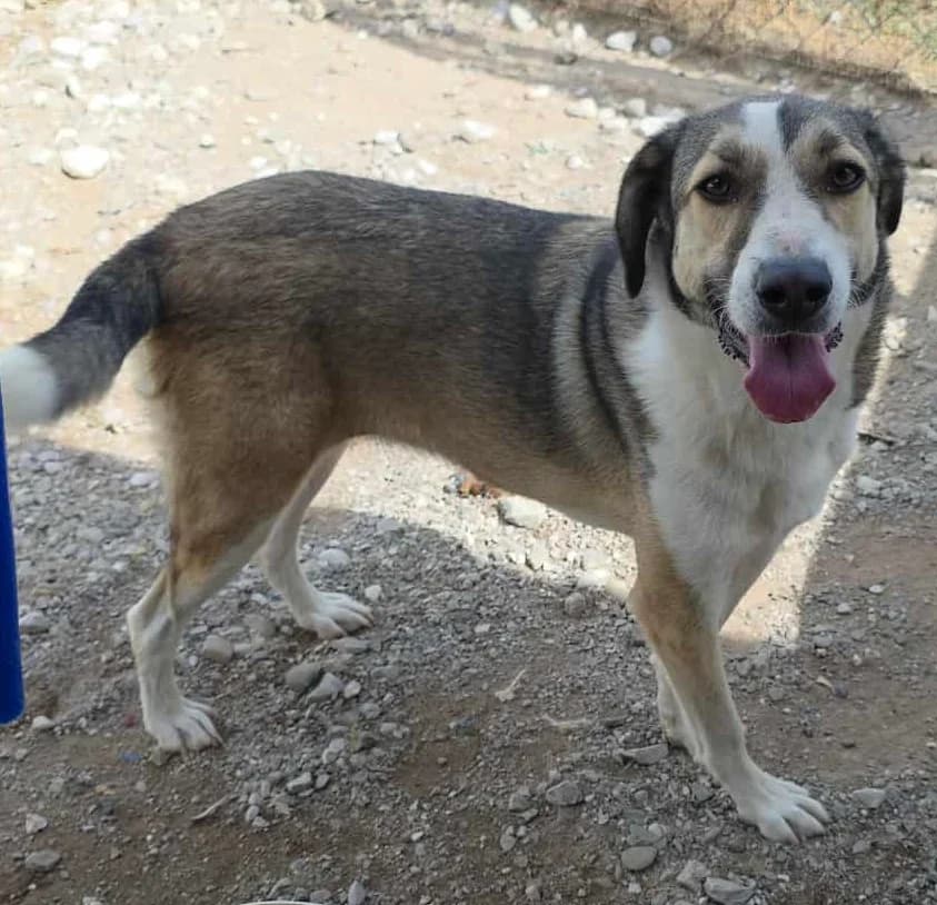 Emma, female Mixed Breed for adoption at Greek Animal Rescue — photo 2 of 4