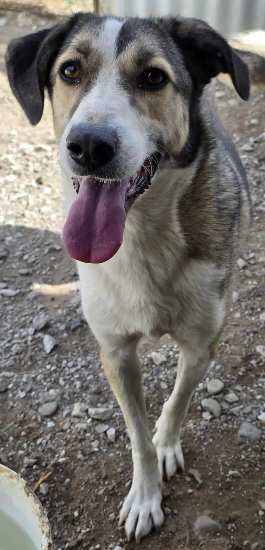 Emma, female Mixed Breed for adoption at Greek Animal Rescue — photo 3 of 4