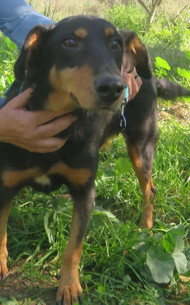 Sara, female Mixed Breed for adoption at Greek Animal Rescue — photo 2 of 5