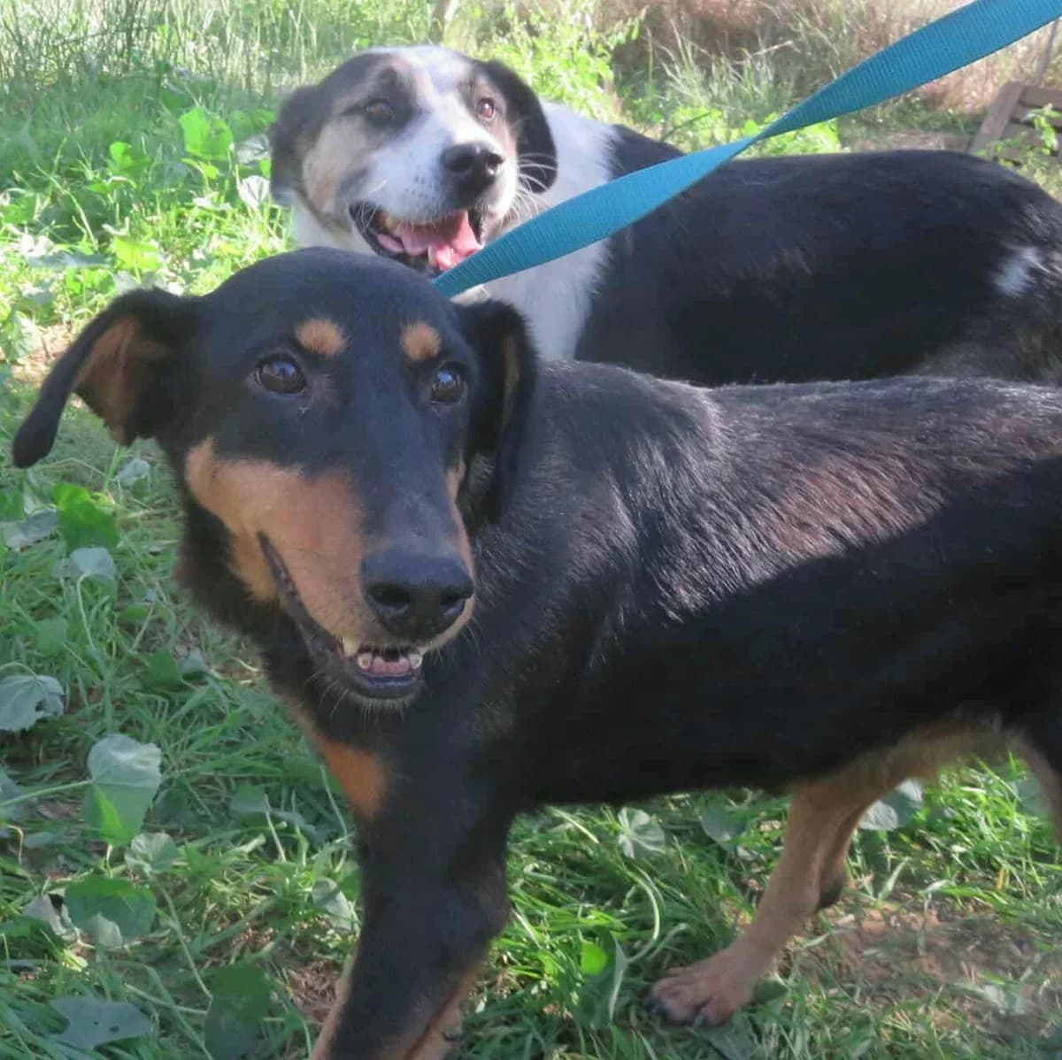 Sara, female Mixed Breed for adoption at Greek Animal Rescue — photo 3 of 5