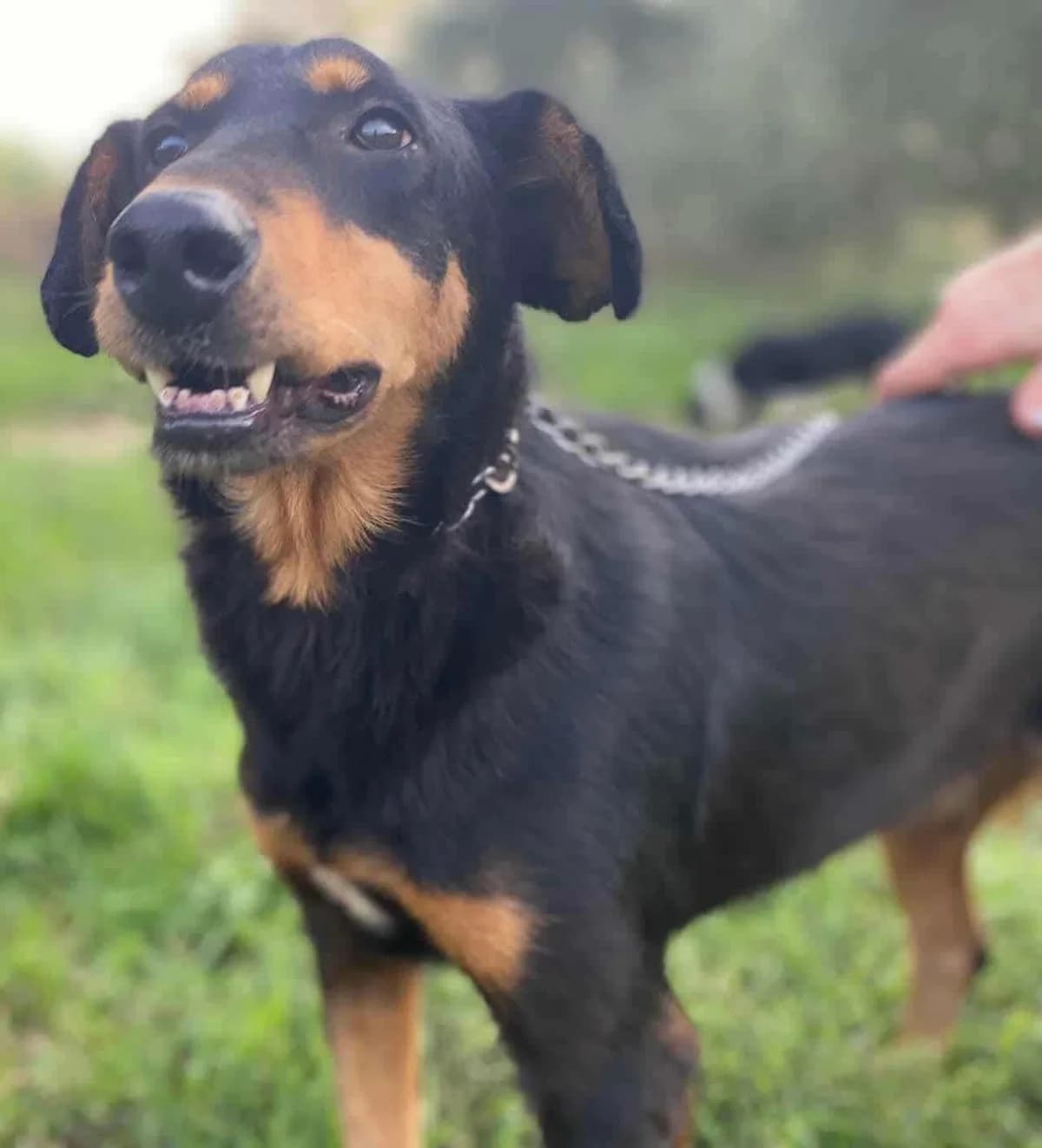 Sara, female Mixed Breed for adoption at Greek Animal Rescue — photo 4 of 5