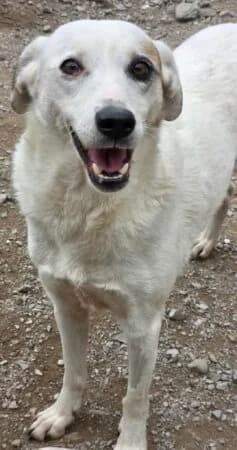 Leski,  puppy Mixed Breed for adoption at Greek Animal Rescue, Athens