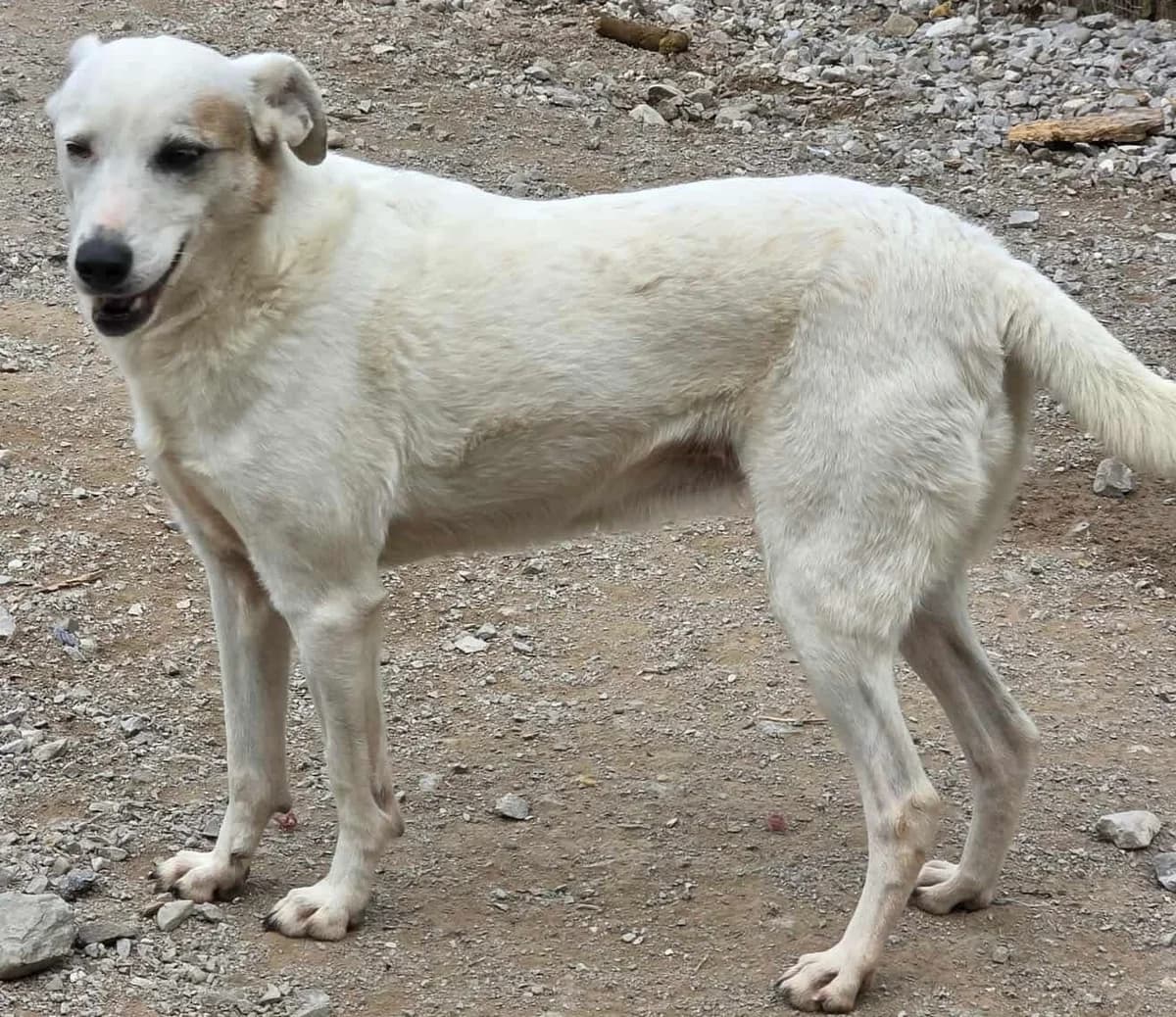 Leski, female Mixed Breed for adoption at Greek Animal Rescue — photo 2 of 4