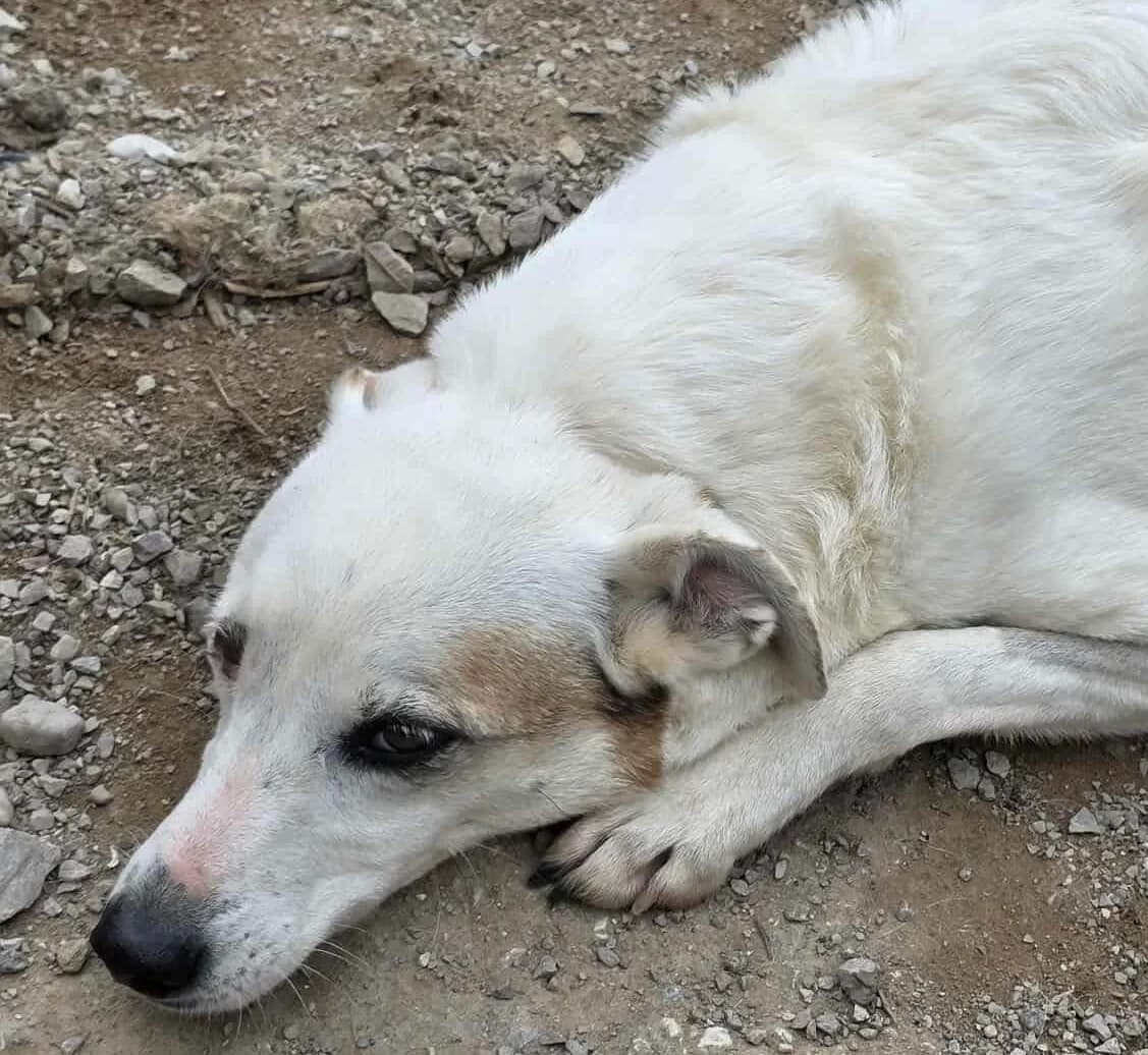 Leski, female Mixed Breed for adoption at Greek Animal Rescue — photo 3 of 4