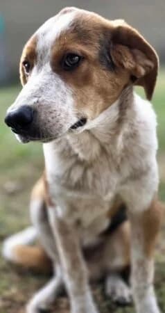 Benny-Boy, male Mixed Breed for adoption at Greek Animal Rescue