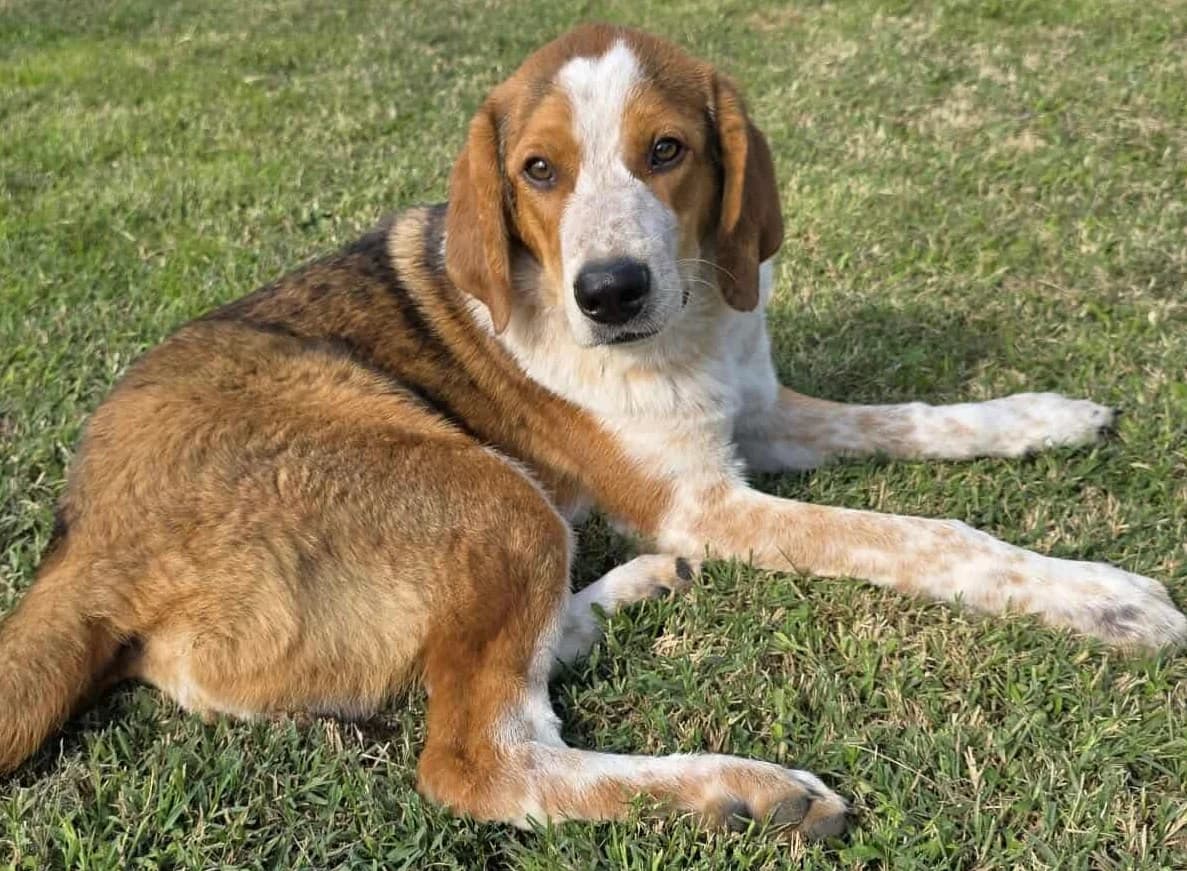 Benny-Boy, male Mixed Breed for adoption at Greek Animal Rescue — photo 2 of 4