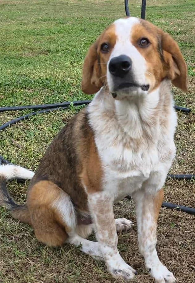 Benny-Boy, male Mixed Breed for adoption at Greek Animal Rescue — photo 3 of 4