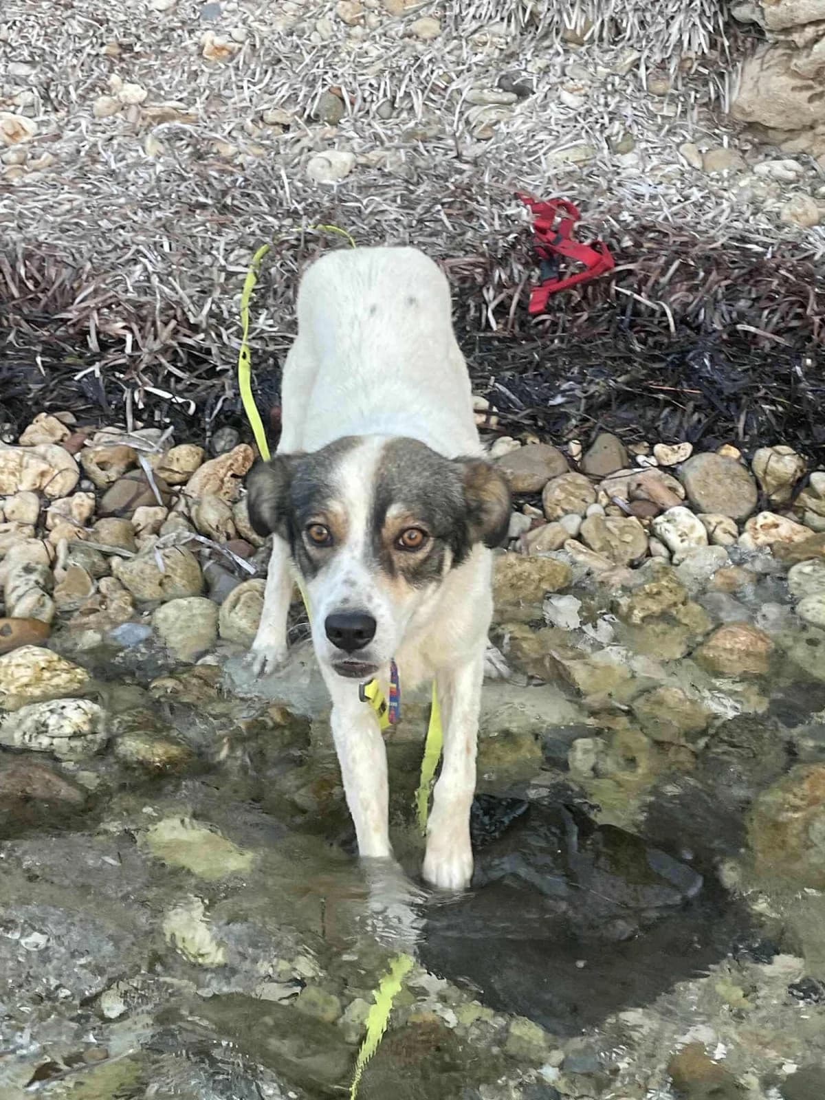 Dexter, male Mixed Breed for adoption at Greek Animal Rescue — photo 2 of 3