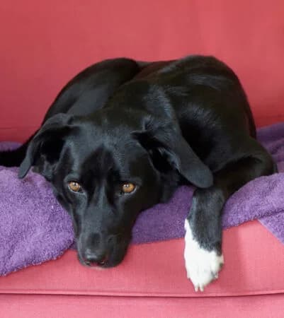 Billy, male Mixed Breed for adoption at Greek Animal Rescue