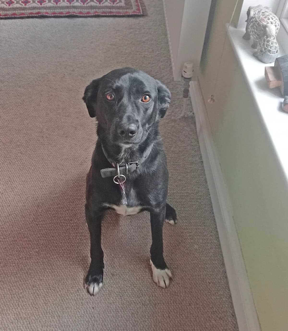 Billy, male Mixed Breed for adoption at Greek Animal Rescue — photo 2 of 6