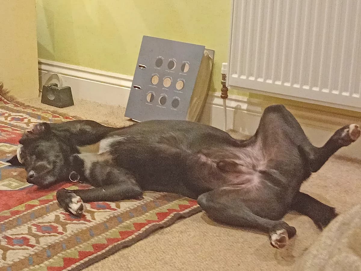 Billy, male Mixed Breed for adoption at Greek Animal Rescue — photo 3 of 6