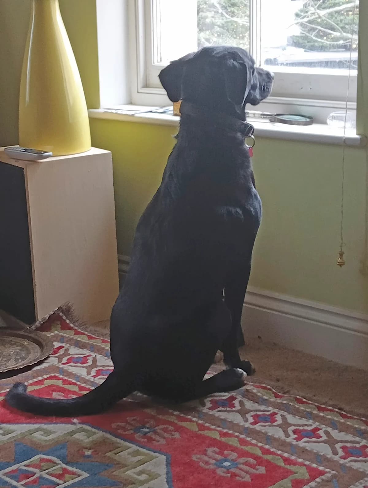 Billy, male Mixed Breed for adoption at Greek Animal Rescue — photo 4 of 6