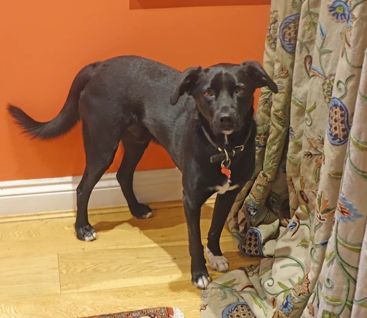 Billy, male Mixed Breed for adoption at Greek Animal Rescue — photo 5 of 6