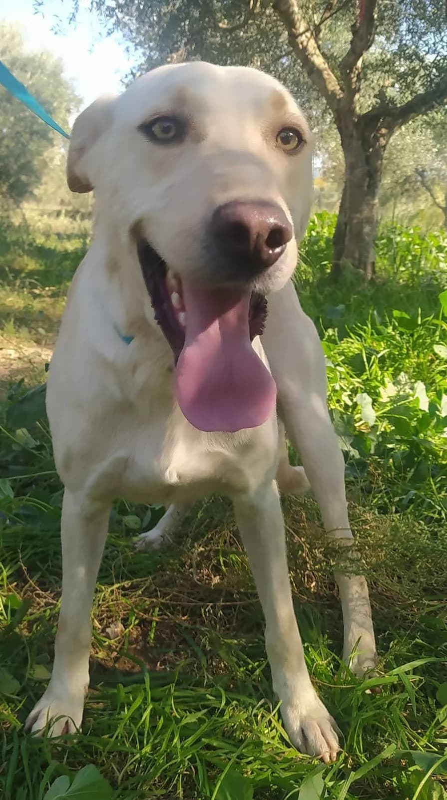 Sam,  5yo Mixed Breed for adoption at Greek Animal Rescue, Athens